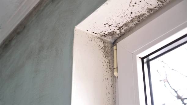 Best Water Damage & Mold Remediation  in Mcloud, OK