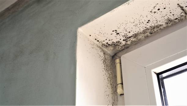 Best Mold Documentation for Insurance Claims  in Mcloud, OK