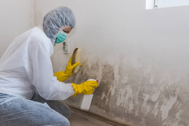 Best Post-Construction Mold Inspection  in Mcloud, OK
