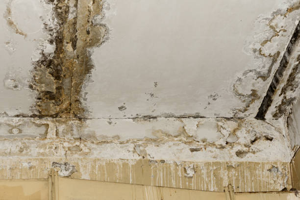 Mold Documentation for Insurance Claims in Mcloud, OK
