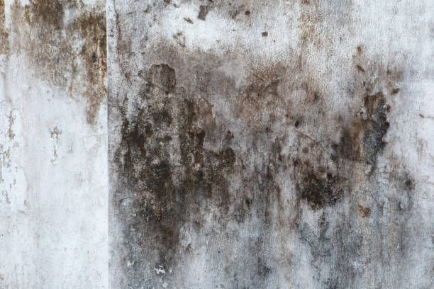 Best HVAC Mold Inspection and Cleaning  in Mcloud, OK