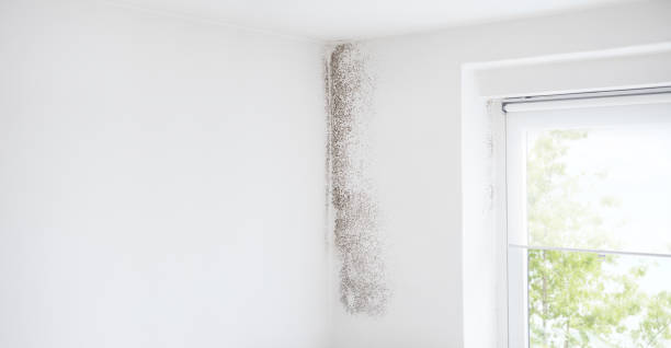 Best Biohazard Mold Removal  in Mcloud, OK