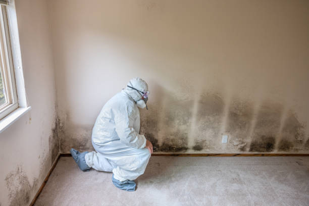 Best Attic Mold Removal  in Mcloud, OK