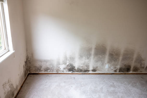 Best Mold Damage Restoration  in Mcloud, OK